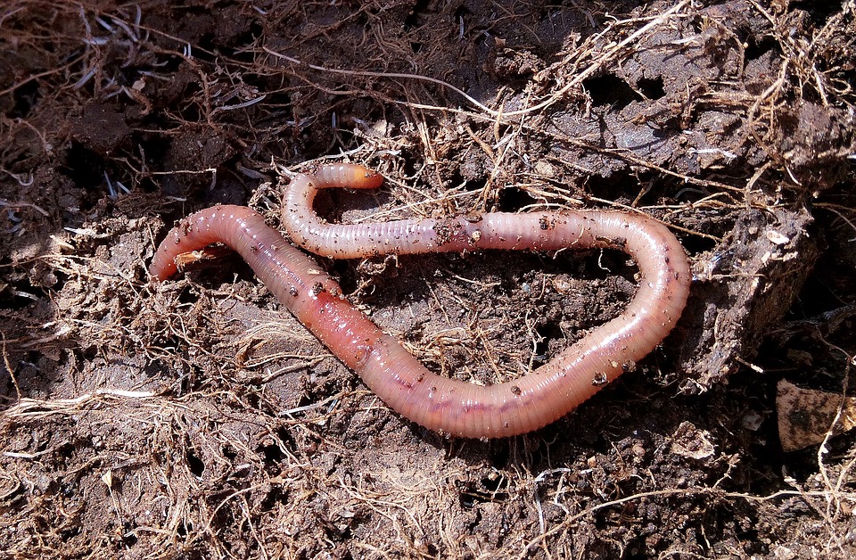 Castings: Worm poo is where it is at for garden fertiliser. Here's why black gold is better than anything else you could use.