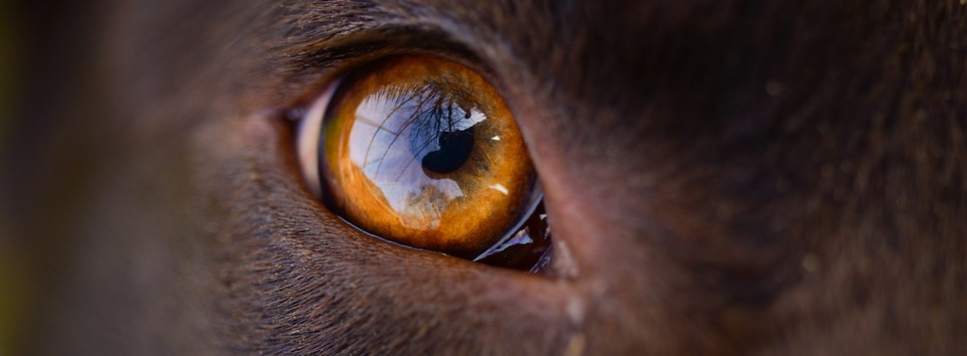 Insanely Cute Endangered Irish AnimalsInsanely Cute Endangered Irish