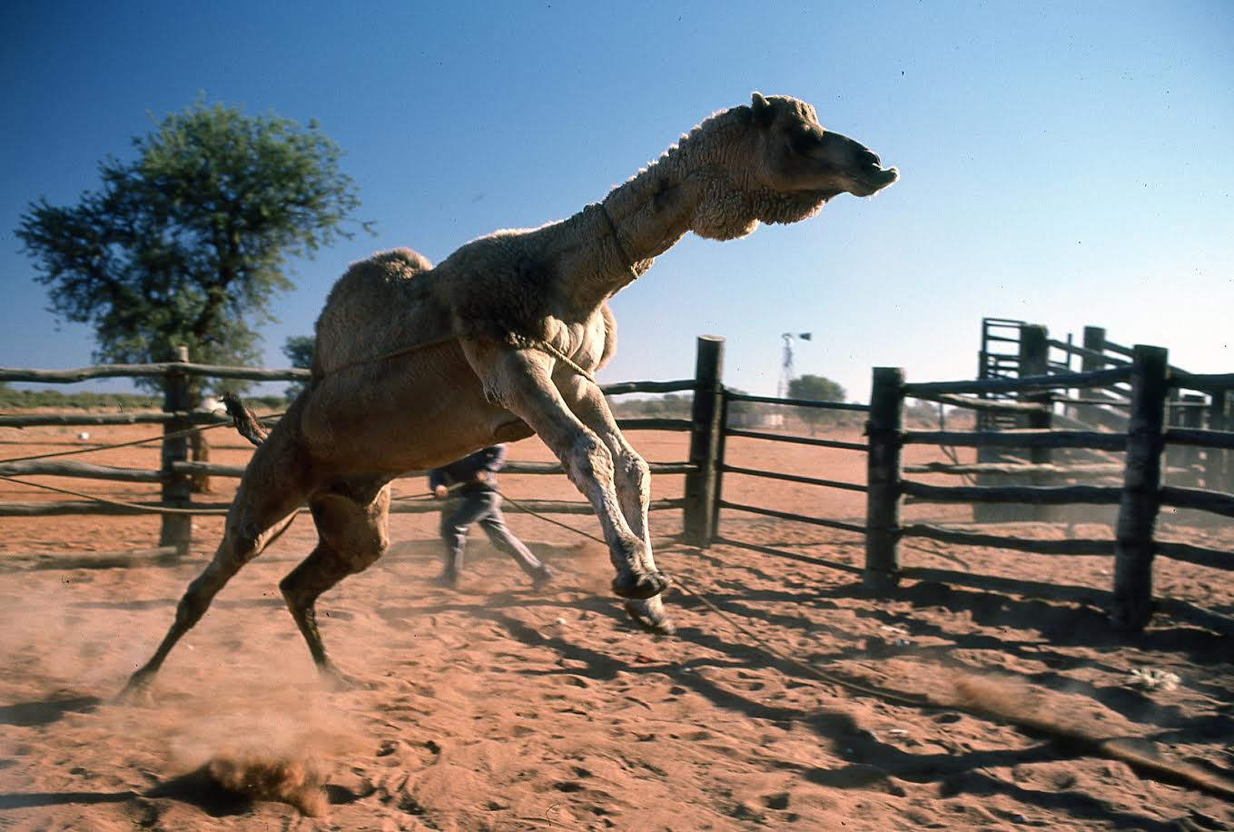 Camel Farming in the Outback Makes Irish Agriculture Look Easy