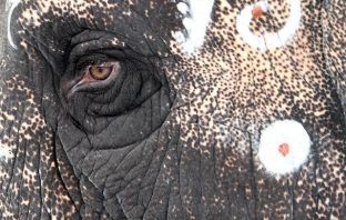 The Death of an Elephant in Dublin: It is mind-boggling to think that an elephant lived in Dublin over three centuries ago and had a sad end.