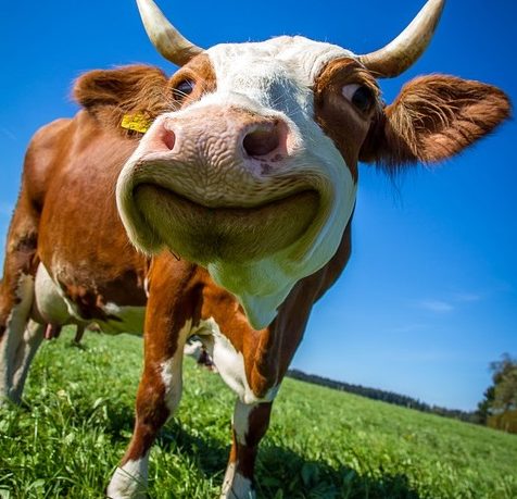 Happy Cows | How to Keep Cows Happy | Old Moore's Almanac
