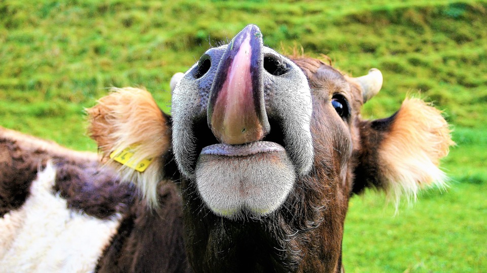 a cow sticking out its tongue.