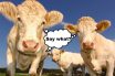 3 cows with 'say what' in speech bubble