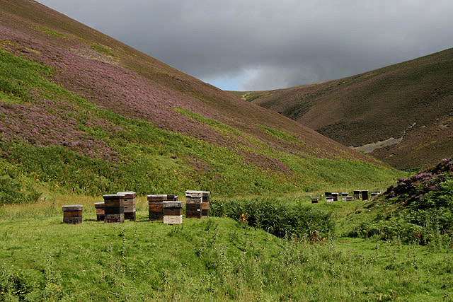 heather growing on a hill and beehives