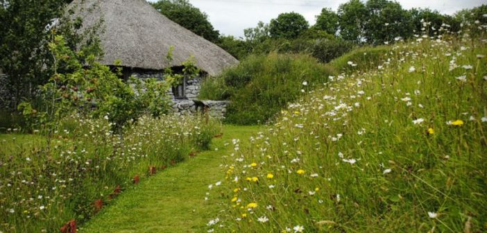 old Irish cottage and garden full of flowers