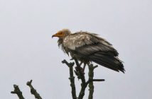 Egyptian vulture Roscommon photo Conor Henry