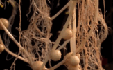 aeroponic potatoes