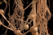 aeroponic potatoes