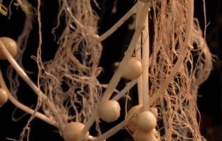 aeroponic potatoes