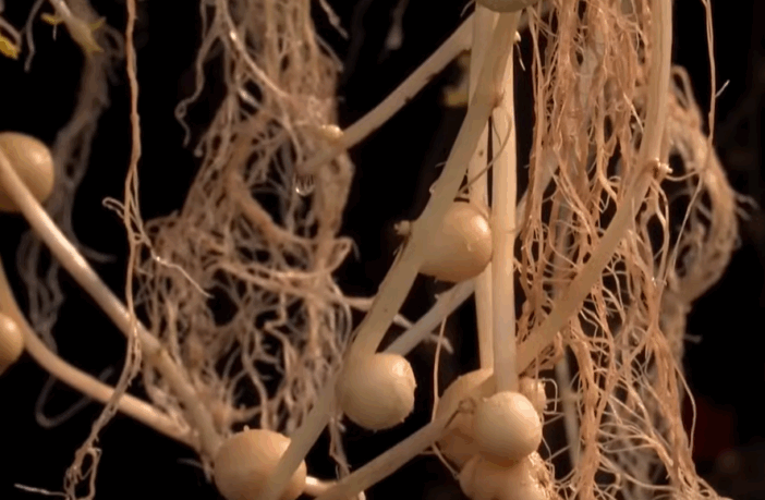 aeroponic potatoes