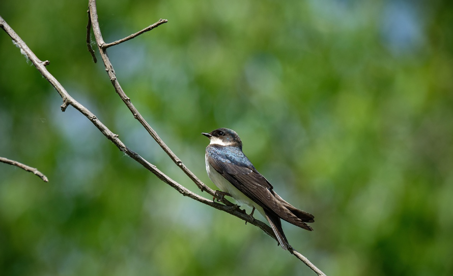 first swallow 2