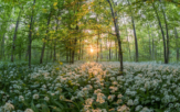 wild garlic in a forest