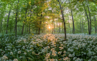 wild garlic in a forest