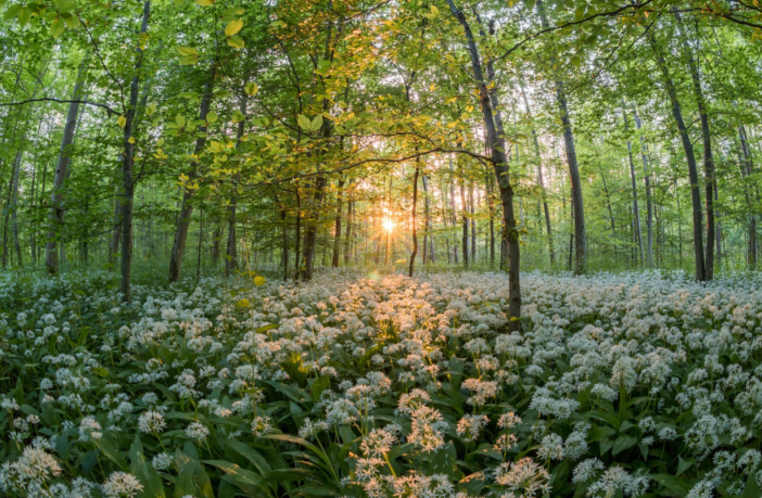 wild garlic in a forest