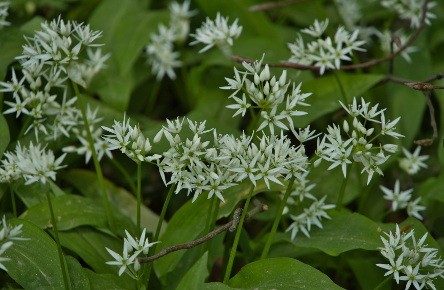 wild garlic in a forest